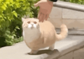 <?php the_title(); ?>